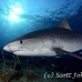 shark_tiger_ft_lbb_h_4431_bah5113_rv.jpg